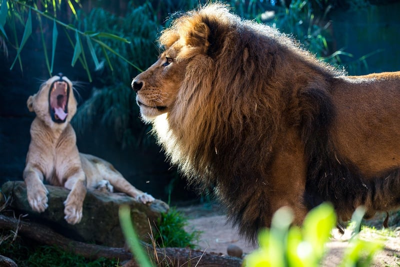 Lion in the wild
